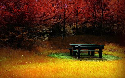 Empty bench in park