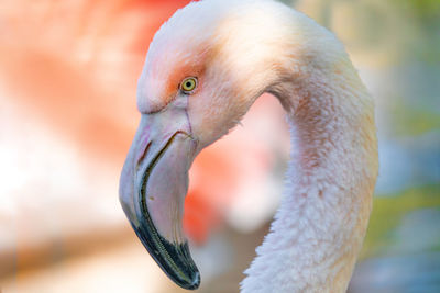 Close-up of a bird