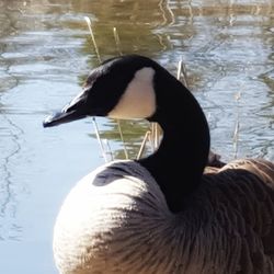 Side view of a duck swimming in lake