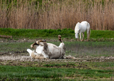 Sheep on field