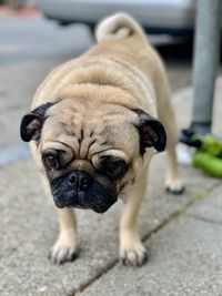 Portrait of pug on footpath