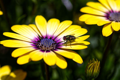Honey bee pollinating on purple flower