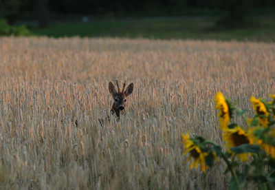 View of deer on field