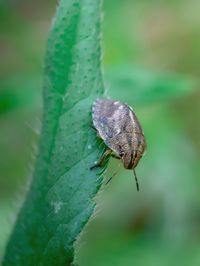 Close-up of butterfly on leaf