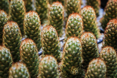 Close-up of succulent plant