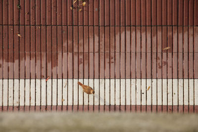 Bird on a fence