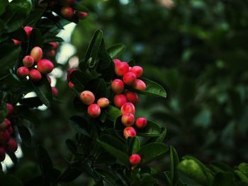 Close-up of berries growing on tree