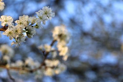 Close-up of cherry blossoms in spring