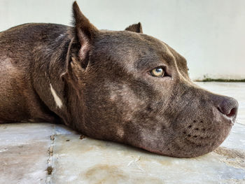 Close-up of a dog resting