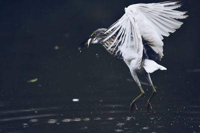 View of heron flying over lake