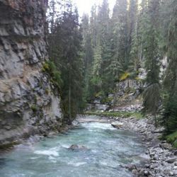 River flowing through forest