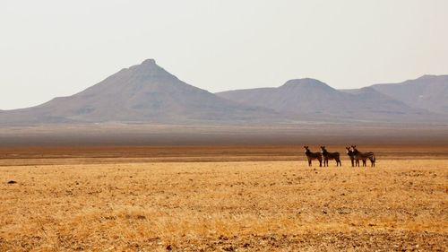 Horses on a field