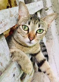 This attractive domestic cat, relaxing itself in the window