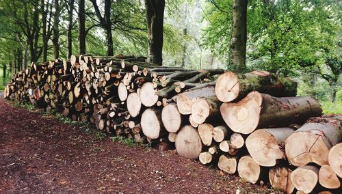 Stack of logs on field in forest