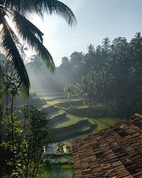 House roof and rice field against sky