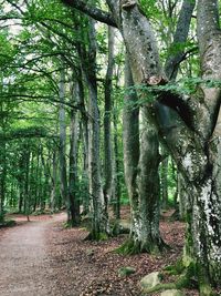 Trees in forest