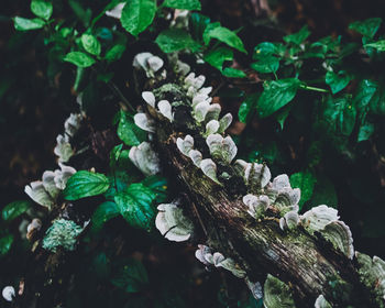 Close-up of plant growing in forest