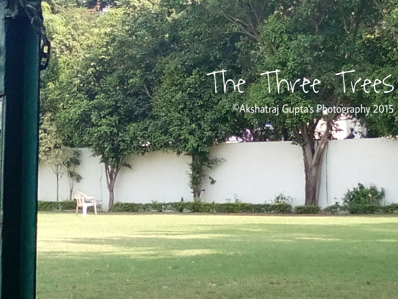 The three trees