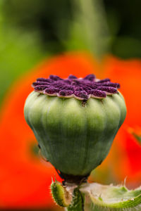 Close-up of orange poppy
