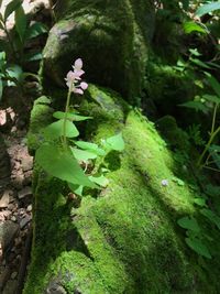 Close-up of fresh green plant