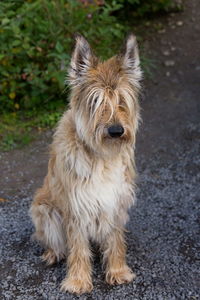 Vertical view of beautiful female picardy shepherd sitting on gravel in park 