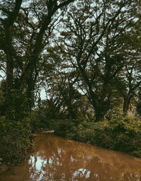 Trees by lake in forest