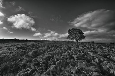 View of lone tree on landscape against clouds