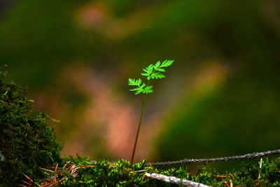 Close up of small plant