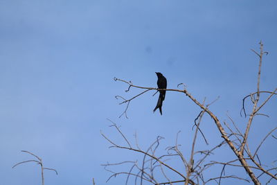 Low angle view of bird perching on bare tree against sky