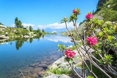 Close-up of pink flowering plants by lake against sky