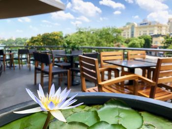 Close-up of potted plants on table at restaurant