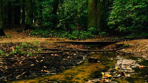 Scenic view of forest