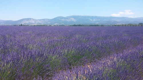 Purple flowering plants on field against sky