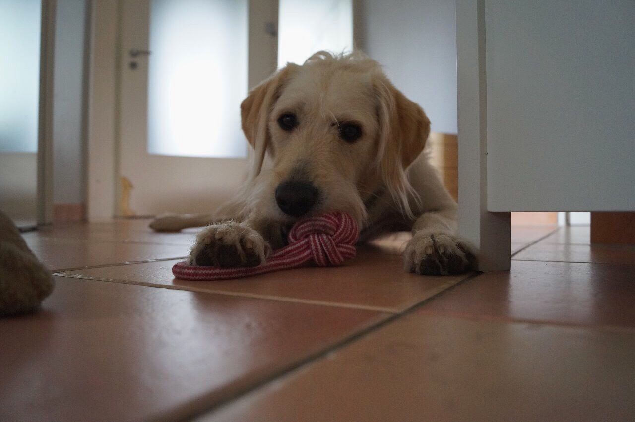 pets, dog, domestic animals, one animal, mammal, animal themes, indoors, flooring, looking at camera, portrait, no people, close-up, day