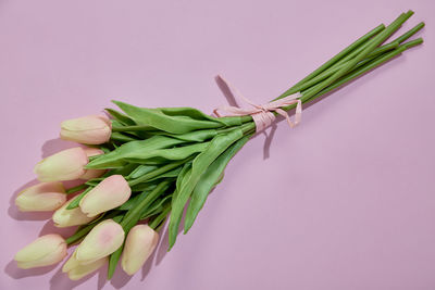 Close-up of pink rose on plant against white background