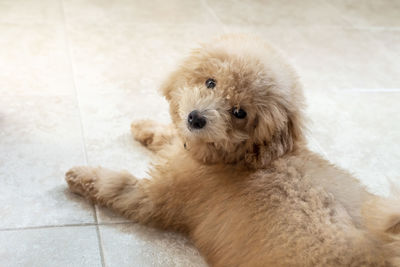 High angle view of dog lying on floor