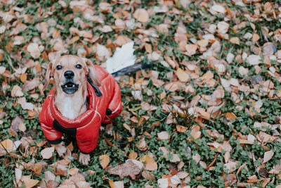 Barking and aggressive dog. little dog in a red jumpsuit in the autumn park.
