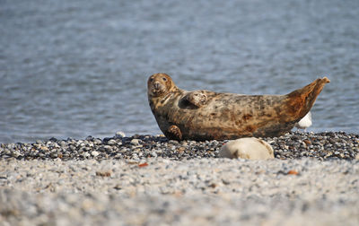 Sea lion on shore