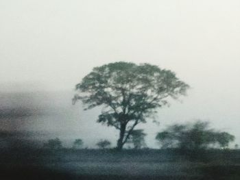 Tree on field against sky