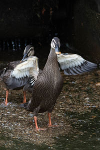 Ducks on a lake