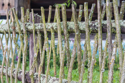 Close-up of frozen plants