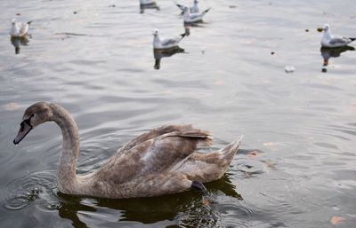 Ducks swimming in lake