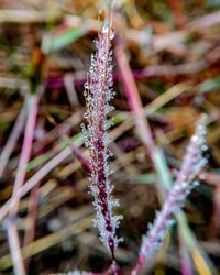 Close-up of plants during winter