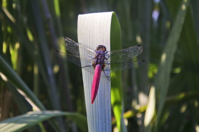 Close-up of dragonfly on plant