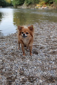 Portrait of dog standing on land