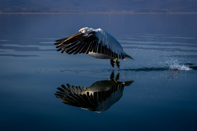 Close-up of bird flying over lake