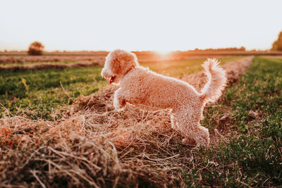 Side view of a sheep on field