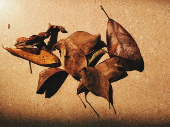 Close-up of dry maple leaves