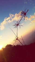 Close-up of silhouette flowers against sky during sunset