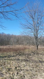 Bare trees on landscape against clear blue sky